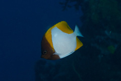 Hemitaurichthys polylepis