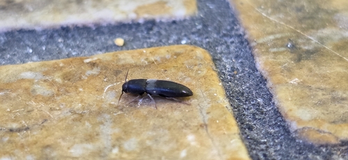 iNaturalist observation photo of Click Beetles
