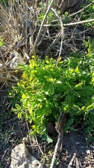 Chelidonium majus
