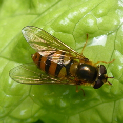 Epistrophe nitidicollis
