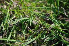 Carex eleusinoides