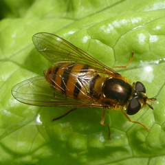 Epistrophe nitidicollis