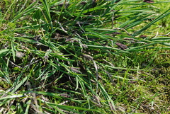 Carex eleusinoides