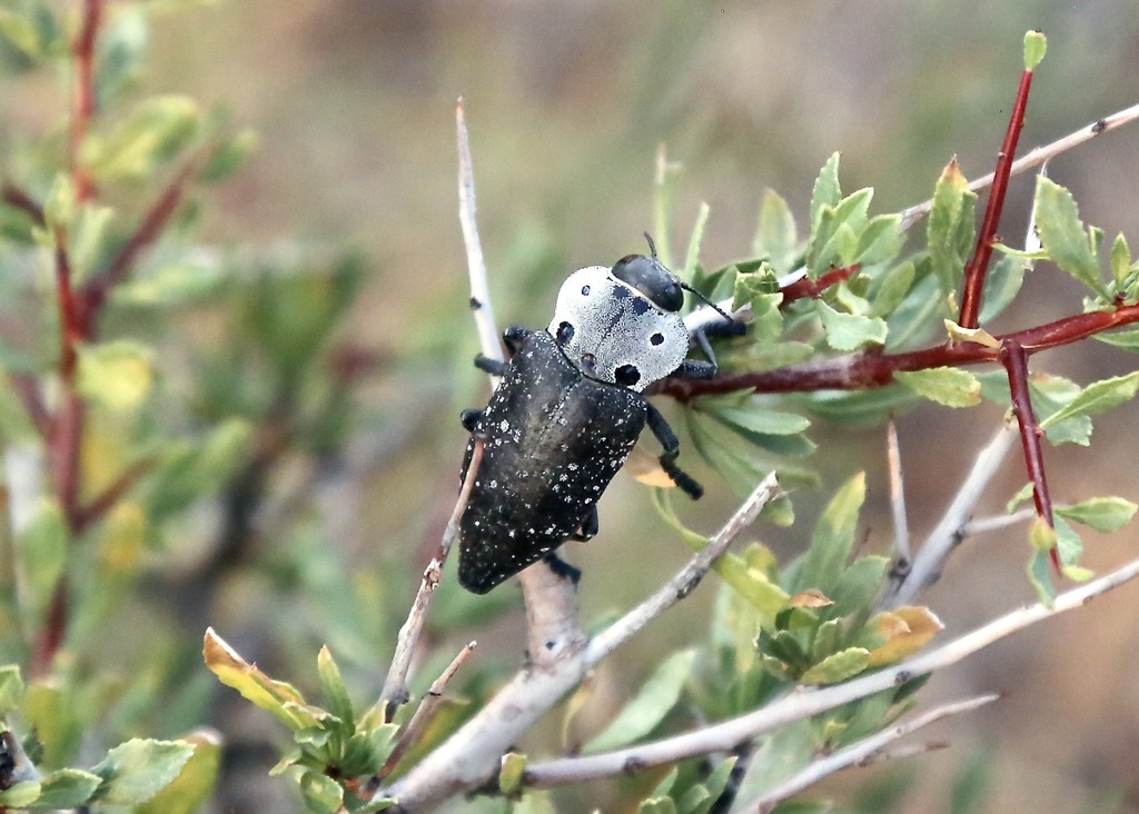 Capnodis sexmaculata