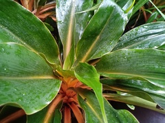 Chlorophytum orchidastrum