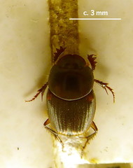 Onthophagus vinctus