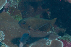 Pempheris oualensis