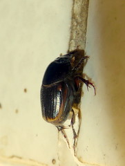 Onthophagus vinctus