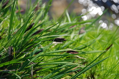 Carex eleusinoides