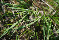 Carex eleusinoides