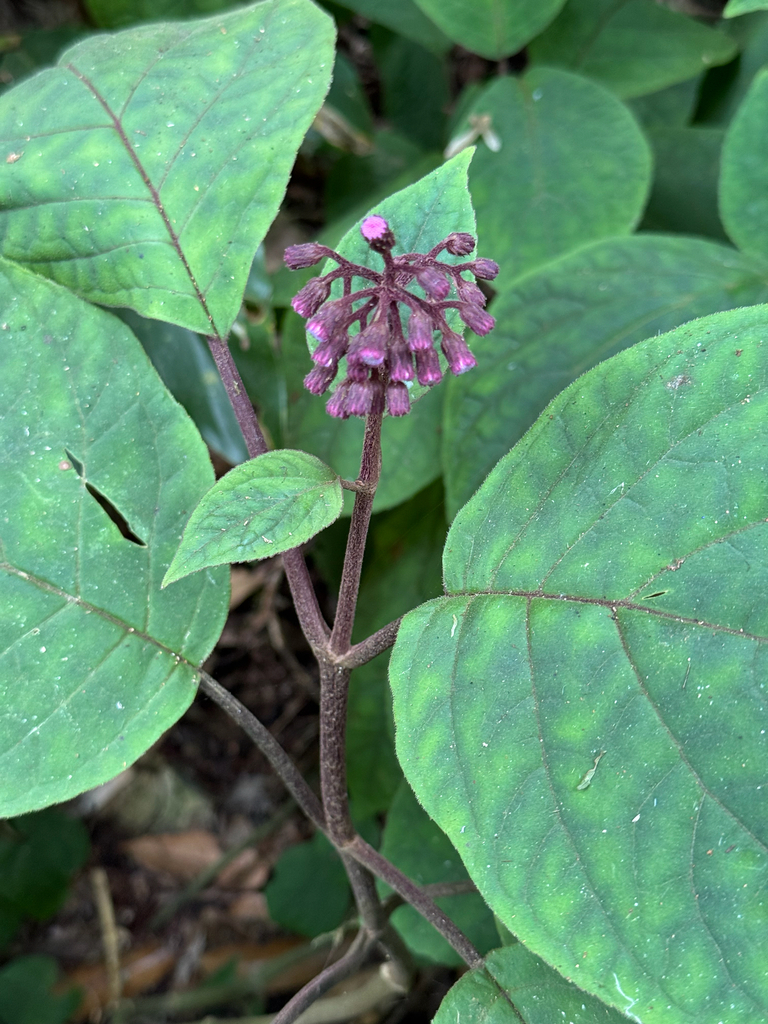 Bartlettina (Bartlettina sordida)