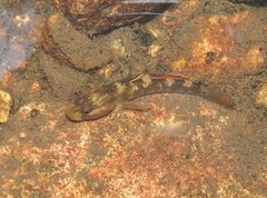 Rhinogobius duospilus