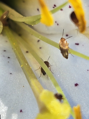 Pentaria