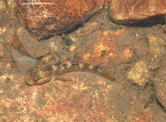 Rhinogobius duospilus