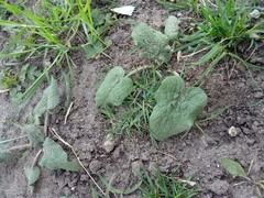 Arctium