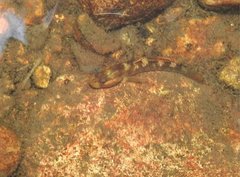 Rhinogobius duospilus