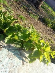 Urtica dioica