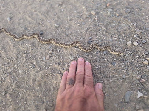 Pacific Gopher Snake