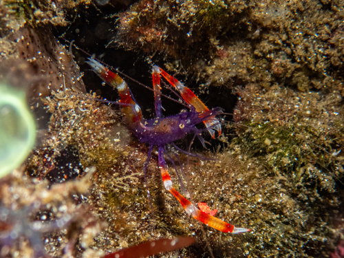 Stenopus tenuirostris observed 2026-07-22