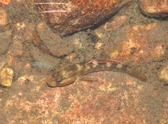 Rhinogobius duospilus