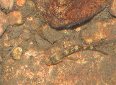 Rhinogobius duospilus