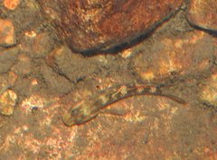 Rhinogobius duospilus