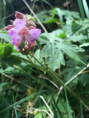 Geranium macrorrhizum