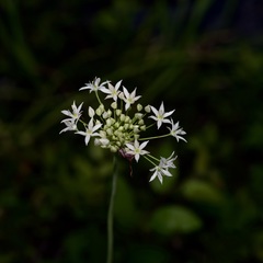 Allium fraseri