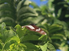Pseudacraea lucretia