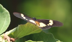 Acraea aganice aganice