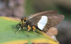 Coeliades forestan forestan