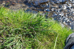 Carex eleusinoides