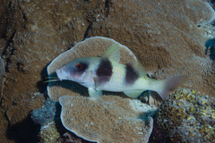 Parupeneus crassilabris