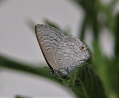 Anthene livida livida