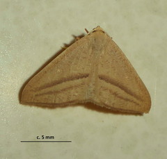 Chlorerythra rubriplaga