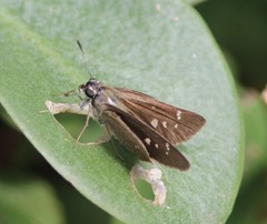 Torbenlarsenia gemella