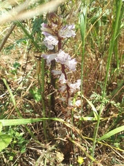 Orobanche crenata