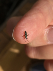 Orthotylus
