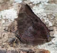 Charaxes ethalion ethalion