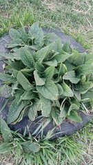 Symphytum