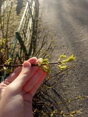 Acer negundo