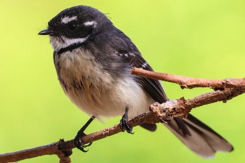 Grey Fantail