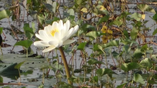 Nymphaea pubescens, photograph 4
