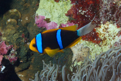 Amphiprion chrysopterus