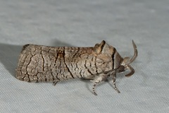 Culama suffusca