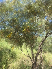 Acacia julifera