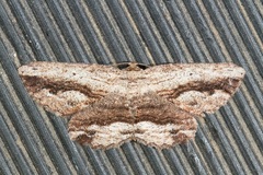 Selidosema thermaea