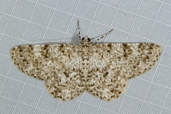 Thallogama corticola