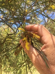 Acacia julifera