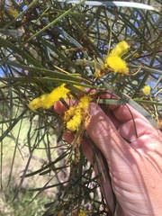 Acacia julifera